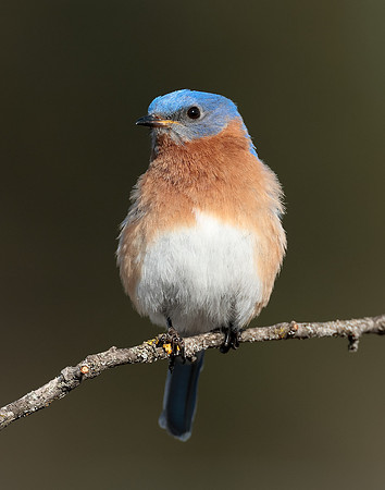 Eastern Bluebird Sialia sialis