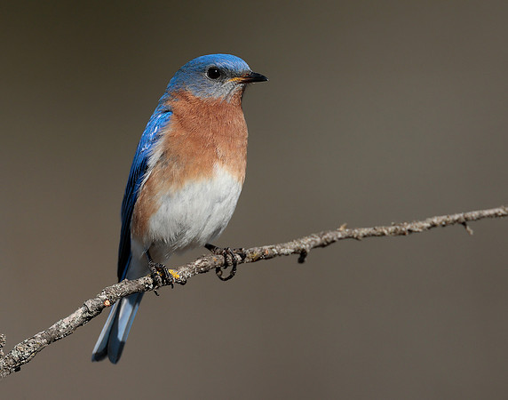 Eastern Bluebird Sialia sialis