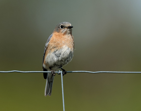 Eastern Bluebird Sialia sialis