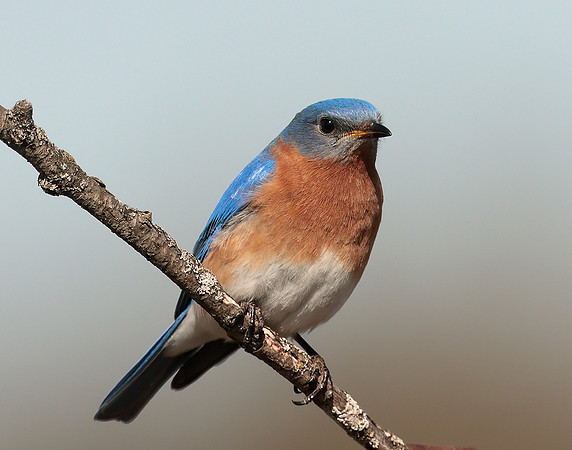Eastern Bluebird Sialia sialis