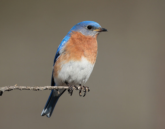 Eastern Bluebird Sialia sialis