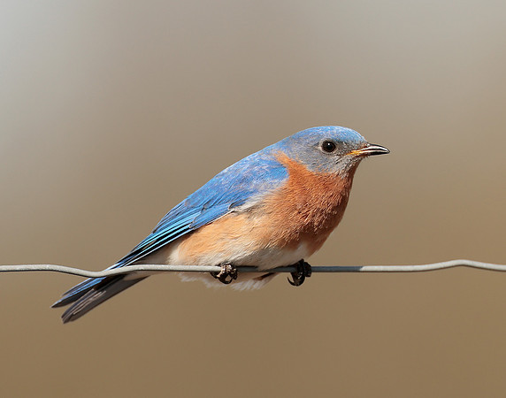 Eastern Bluebird Sialia sialis