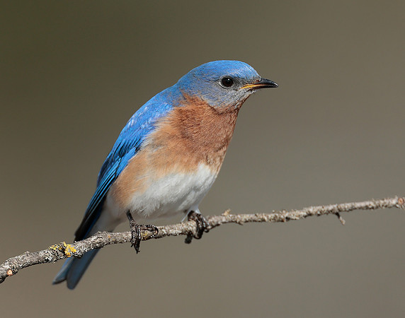 Eastern Bluebird Sialia sialis