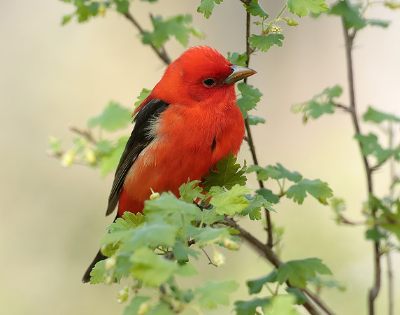 Scarlet Tanager Piranga olivacea