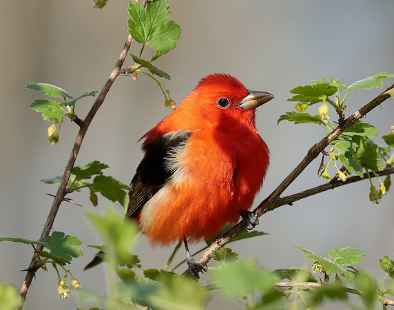 Scarlet Tanager Piranga olivacea