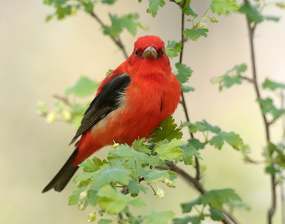 Scarlet Tanager Piranga olivacea
