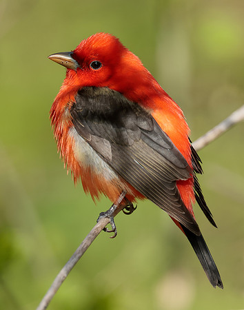 Scarlet Tanager Piranga olivacea