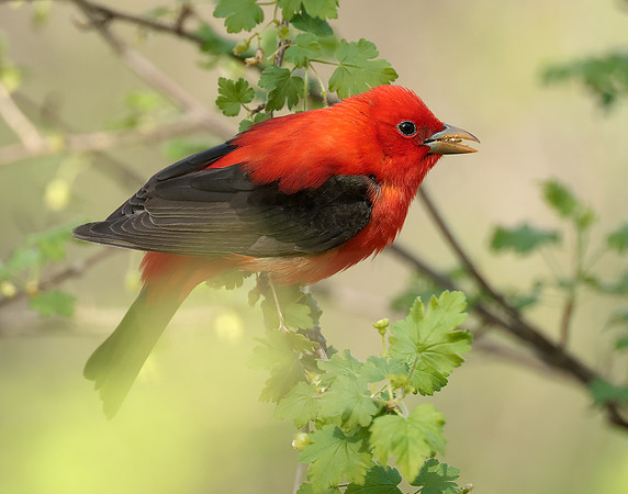 Scarlet Tanager Piranga olivacea