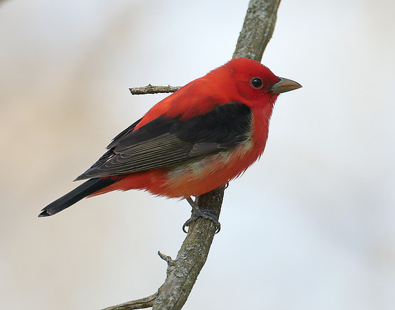 Scarlet Tanager Piranga olivacea