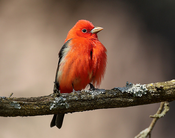 Scarlet Tanager Piranga olivacea