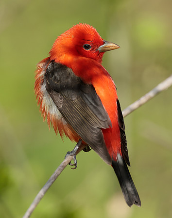 Scarlet Tanager Piranga olivacea