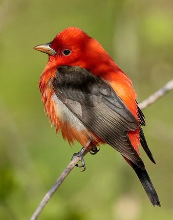 Scarlet Tanager Piranga olivacea