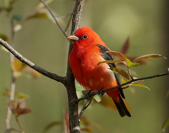 Scarlet Tanager Piranga olivacea