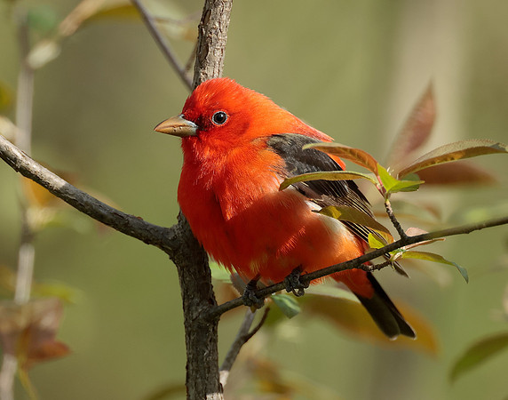 Scarlet Tanager Piranga olivacea