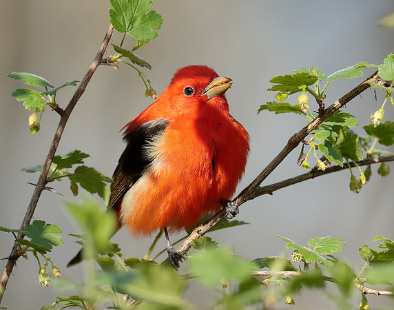 Scarlet Tanager Piranga olivacea
