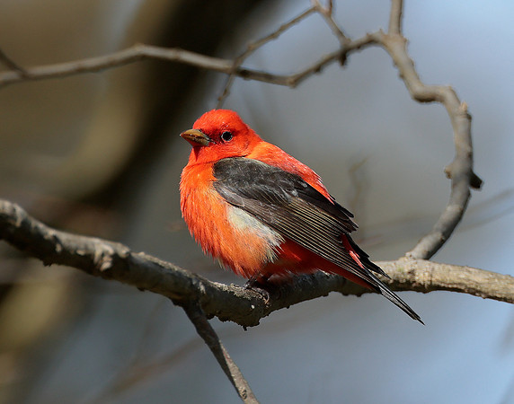 Scarlet Tanager Piranga olivacea