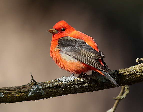 Scarlet Tanager Piranga olivacea