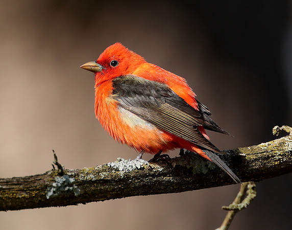 Scarlet Tanager Piranga olivacea