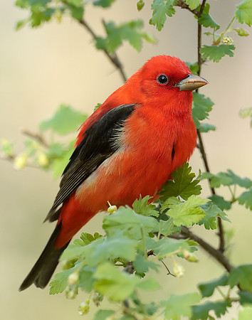 Scarlet Tanager Piranga olivacea