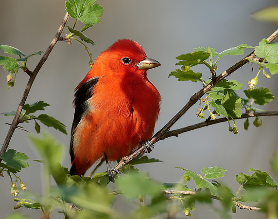 Scarlet Tanager Piranga olivacea