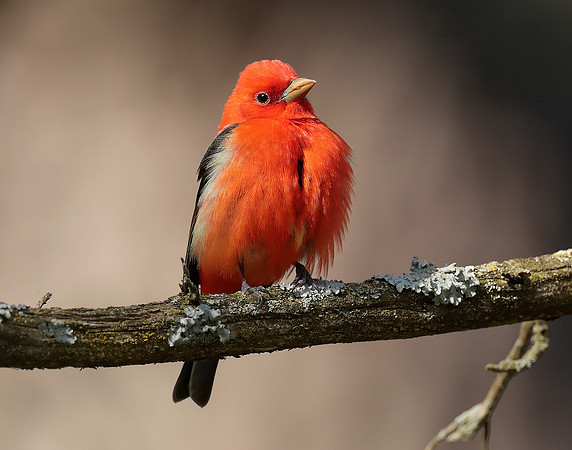 Scarlet Tanager Piranga olivacea