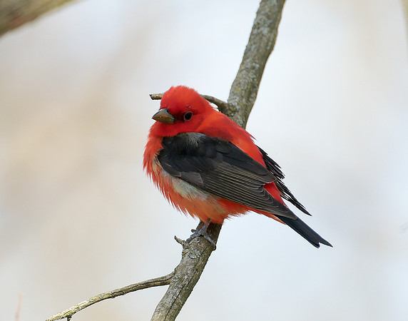 Scarlet Tanager Piranga olivacea