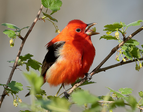 Scarlet Tanager Piranga olivacea