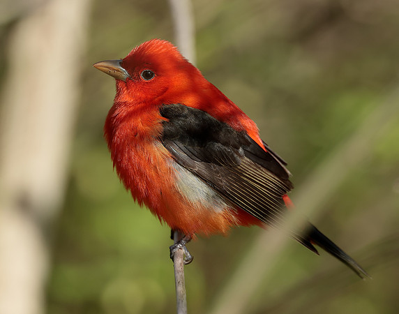 Scarlet Tanager Piranga olivacea