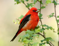 Scarlet Tanager Piranga olivacea