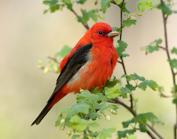 Scarlet Tanager Piranga olivacea