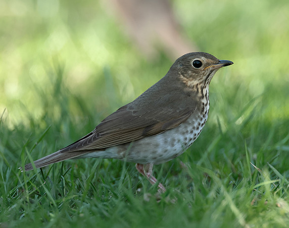 Swainson's Thrush Catharus ustulatus