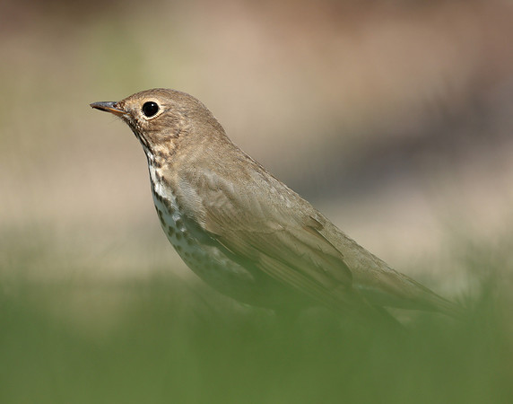Swainson's Thrush Catharus ustulatus