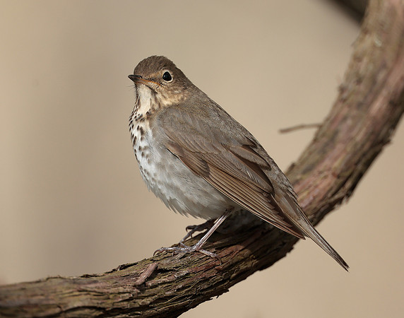 Swainson's Thrush Catharus ustulatus