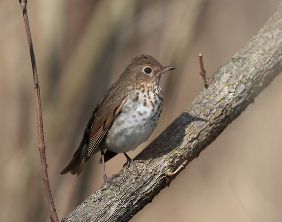 Swainson's Thrush Catharus ustulatus