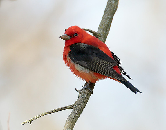 Scarlet Tanager Piranga olivacea