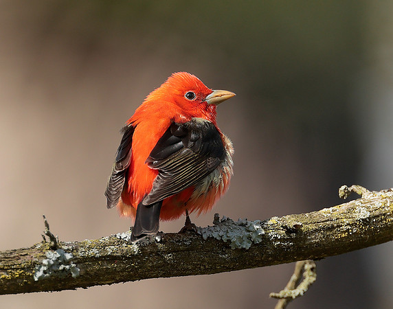 Scarlet Tanager Piranga olivacea