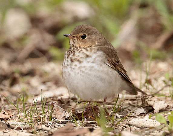 Swainson's Thrush Catharus ustulatus