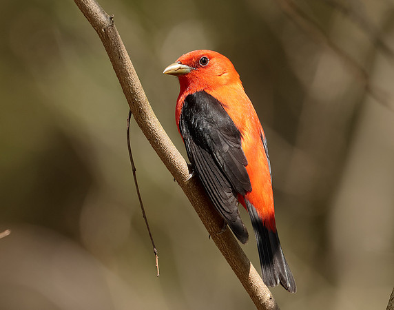 Scarlet Tanager Piranga olivacea