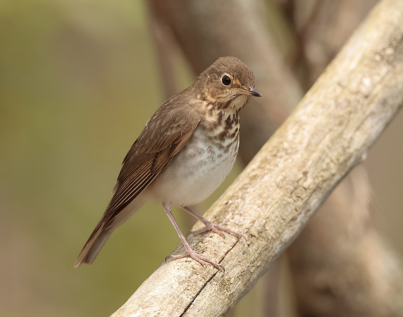 Swainson's Thrush Catharus ustulatus