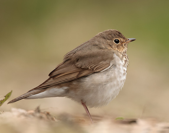 Swainson's Thrush Catharus ustulatus