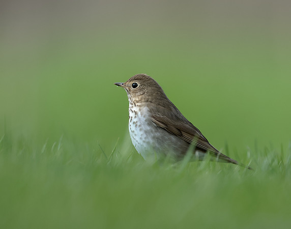 Swainson's Thrush Catharus ustulatus