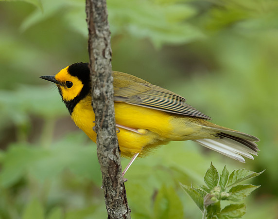 Hooded Warbler Setophaga citrina