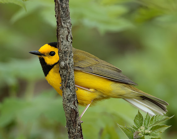 Hooded Warbler Setophaga citrina