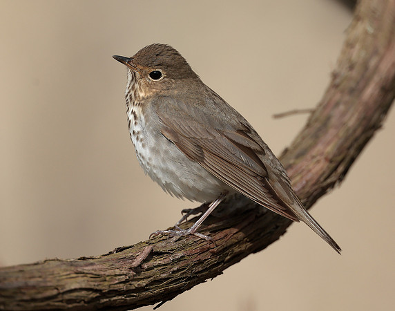 Swainson's Thrush Catharus ustulatus