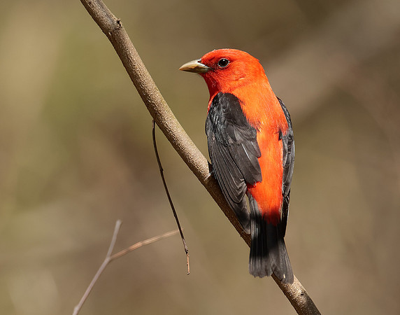 Scarlet Tanager Piranga olivacea