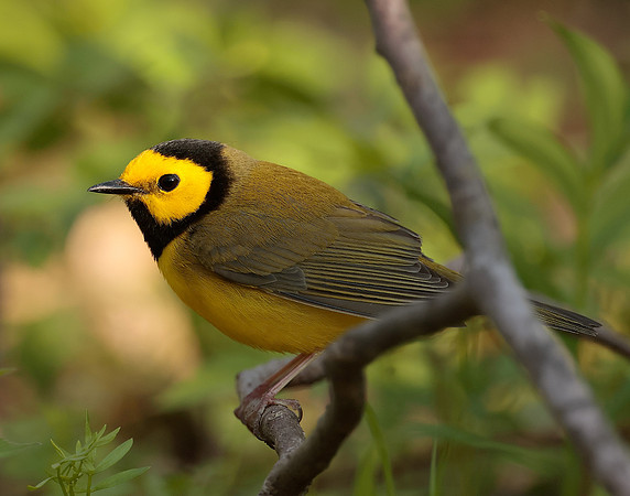 Hooded Warbler Setophaga citrina