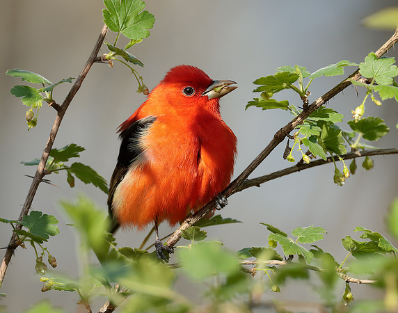 Scarlet Tanager Piranga olivacea