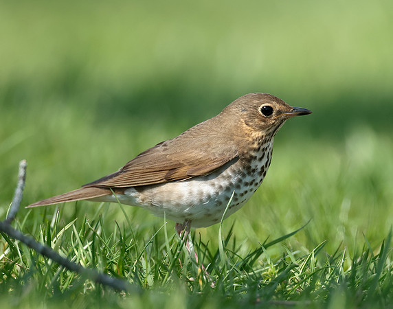 Swainson's Thrush Catharus ustulatus