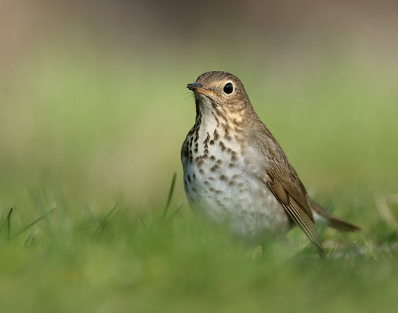 Swainson's Thrush Catharus ustulatus