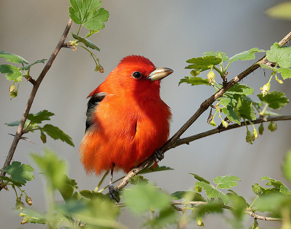 Scarlet Tanager Piranga olivacea